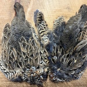 Female  Black Francolin ( Asian Partridge )