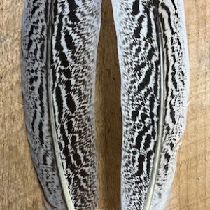 Badger Creek Mottled Zebra Turkey Quill ( Medium  Size )