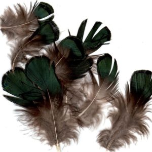Green Iridescent Lady Amherst Plumage