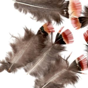 Lady Amhurst Body Plumage