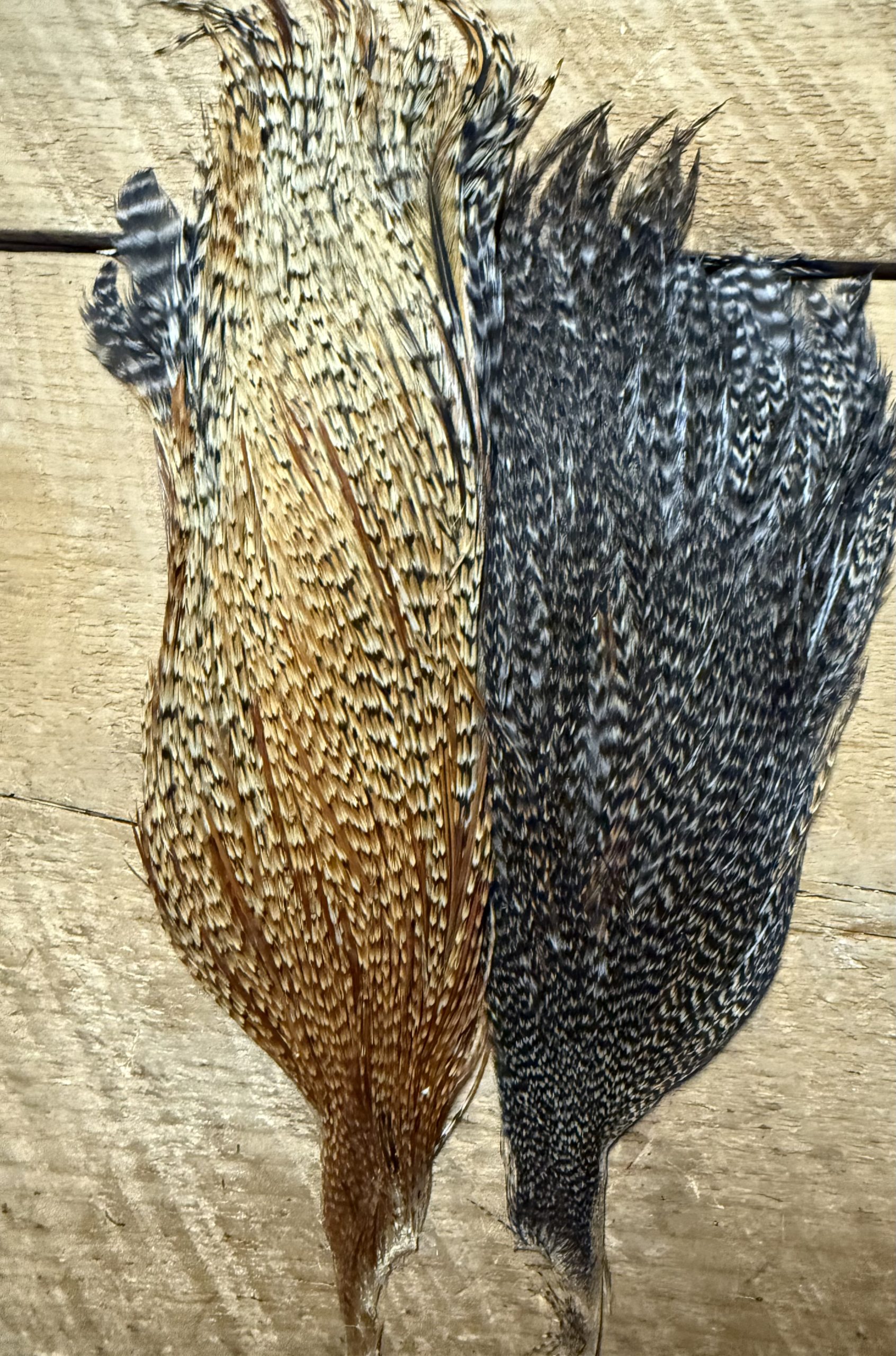 Metz Cree , Grizzly, Barred Ginger Variant Rooster Capes ( Half Cape ) - Image 2